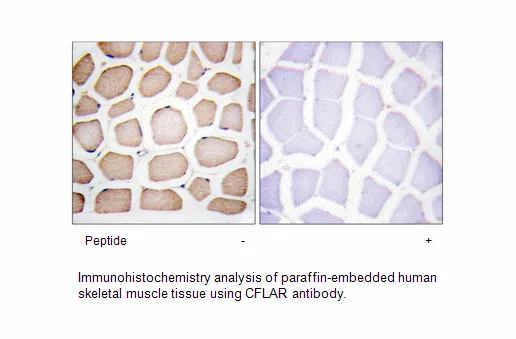 CFLAR Antibody - image 1