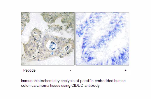 CIDEC Antibody - image 2