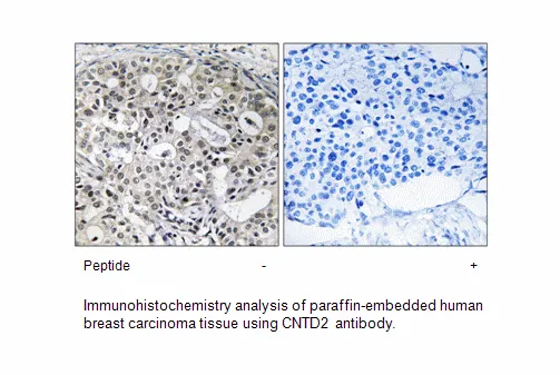 CNTD2 Antibody - image 1