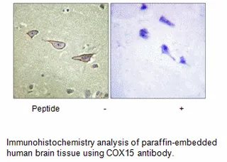 COX15 Antibody - image 1