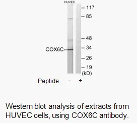 COX6C Antibody - image 2