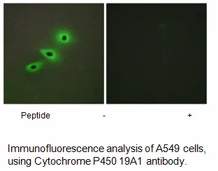 Cytochrome P450 19A1 Antibody - image 1
