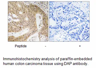 DAP Antibody - image 1