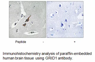 GRID1 Antibody - image 2