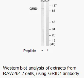 GRID1 Antibody - image 1