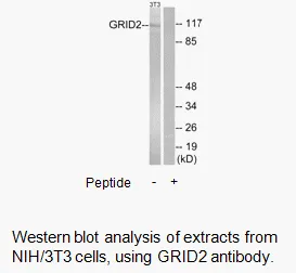 GRID2 Antibody - image 1
