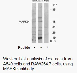 MAPK9 Antibody - image 1