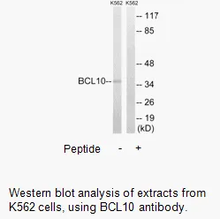 BCL10 Antibody - image 2