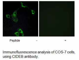 CIDEB Antibody - image 1