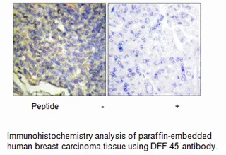 DFFA Antibody - image 1