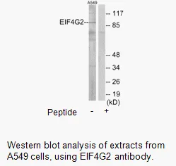 EIF4G2 Antibody - image 1