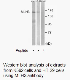 MLH3 Antibody - image 1