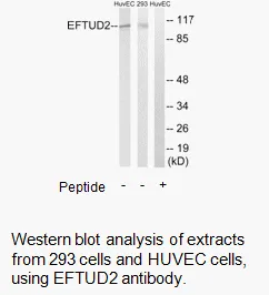 EFTUD2 Antibody - image 2