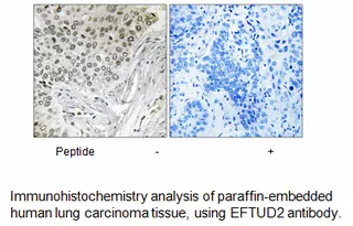 EFTUD2 Antibody - image 1