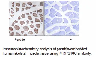 MRPS18C Antibody - image 2