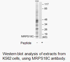 MRPS18C Antibody - image 3