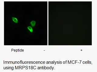 MRPS18C Antibody - image 1