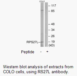RPS27L Antibody - image 1