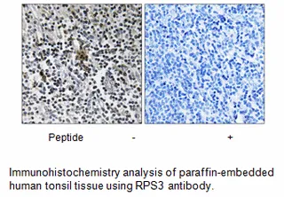 RPS3 Antibody - image 1