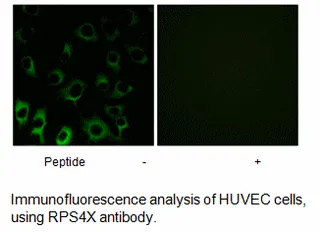 RPS4X Antibody - image 2