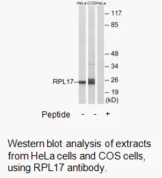 RPL17 Antibody - image 1