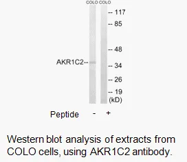 AKR1C2 Antibody - image 1