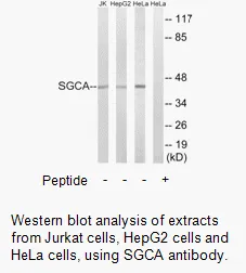 SGCA Antibody - image 1
