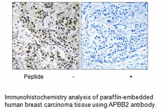 APBB2 Antibody - image 1