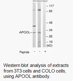 APOOL Antibody - image 1
