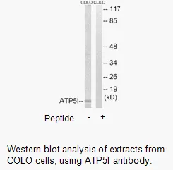 ATP5I Antibody - image 1
