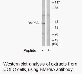 BMP8A Antibody - image 2