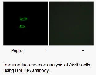 BMP8A Antibody - image 1