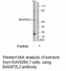 BAIAP2L2 Antibody - image 1