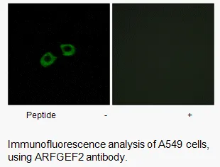 ARFGEF2 Antibody - image 1