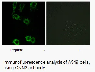 CNN2 Antibody - image 2