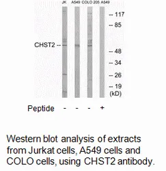 CHST2 Antibody - image 1