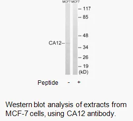 CA12 Antibody - image 1