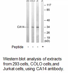 CA14 Antibody - image 1