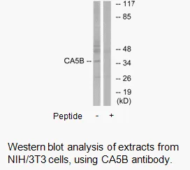 CA5B Antibody - image 2