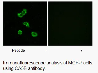 CA5B Antibody - image 1