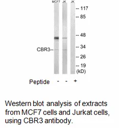 CBR3 Antibody - image 2