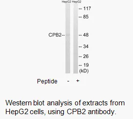 CPB2 Antibody - image 1
