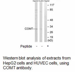 COMT Antibody - image 1