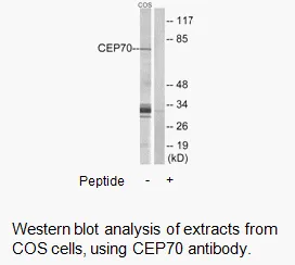 CEP70 Antibody - image 1