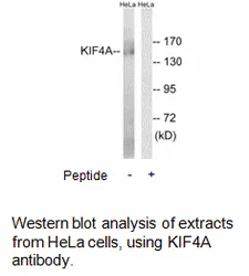 KIF4A Antibody - image 1