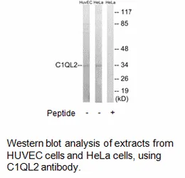 C1QL2 Antibody - image 1