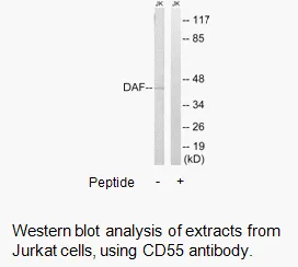 CD55 Antibody - image 1
