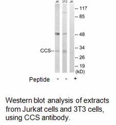 CCS Antibody - image 1