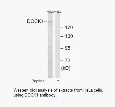 DOCK1 Antibody - image 1