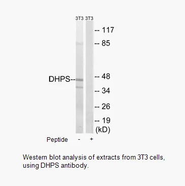 DHPS Antibody - image 1